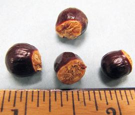   Seeds:   Dimocarpus longan ; Photo by N. Diaz, USDA APHIS PPQ, imageID.idtools.org
